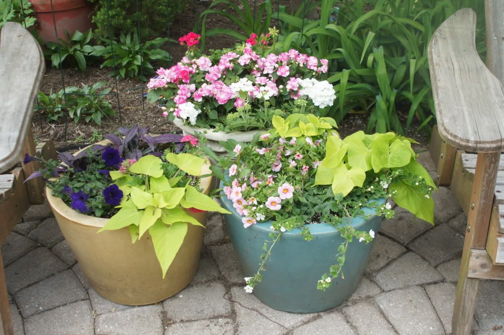 patio trio, geraniums, impatiens, verbena in cream pot, persian shield, hot pink million bells, dark purple wave petunias, lime green sweet potato vine in yellow pot, white bacopa, light pink million bells, scaveola, lime coleus, sweet potato vine in blue pot